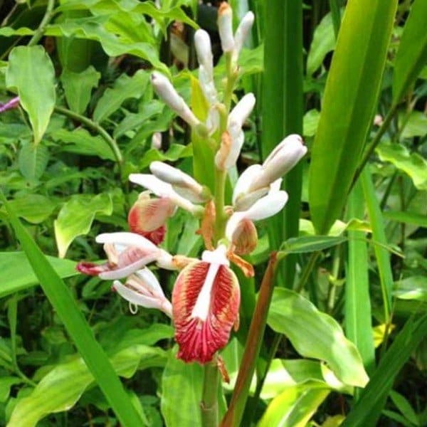Cardamom