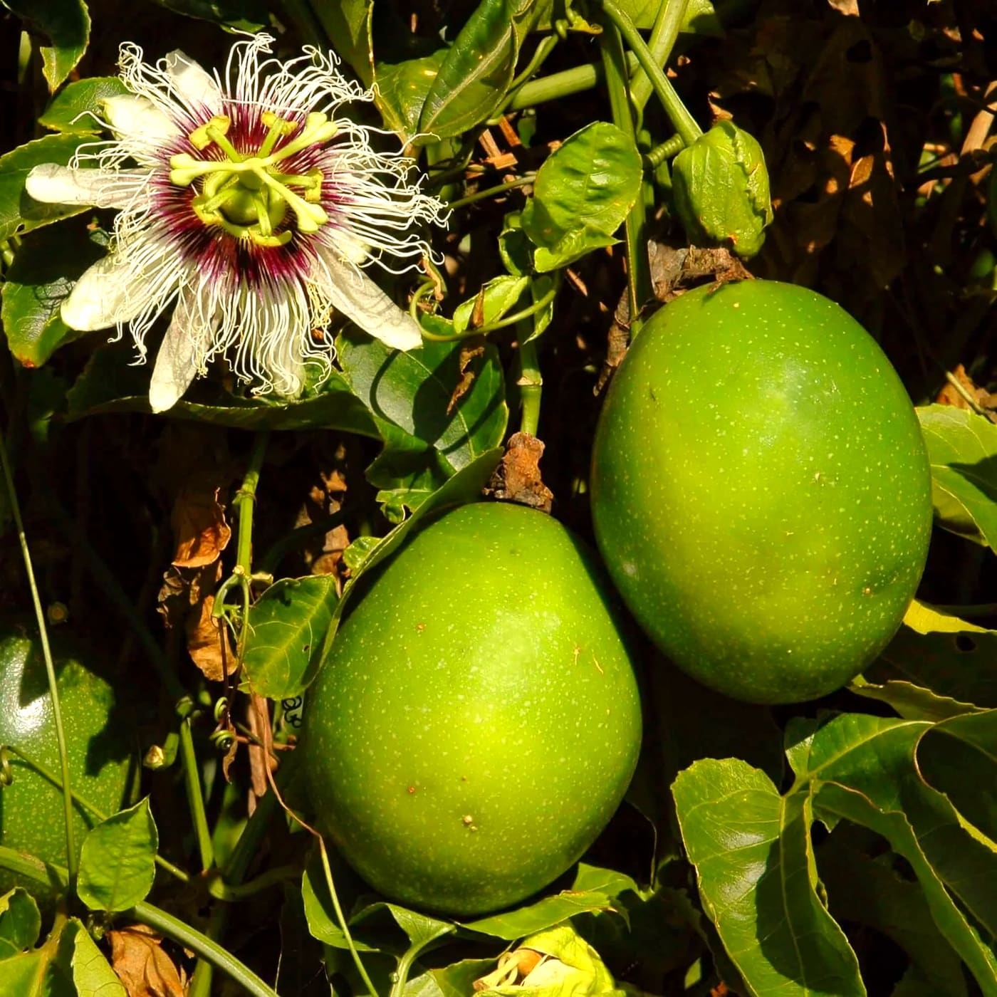 passion fruit