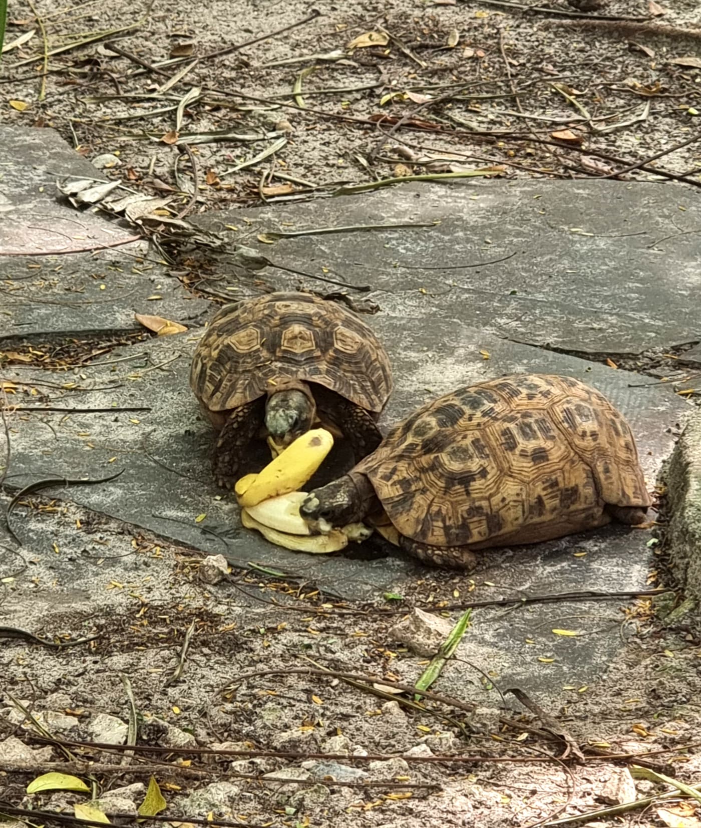 leopard tortoises love banana