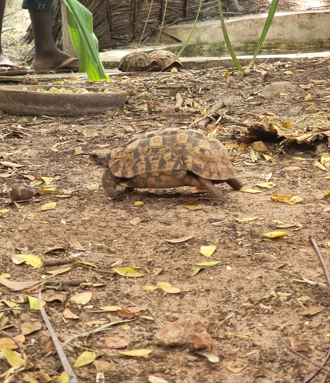 tortoise walking