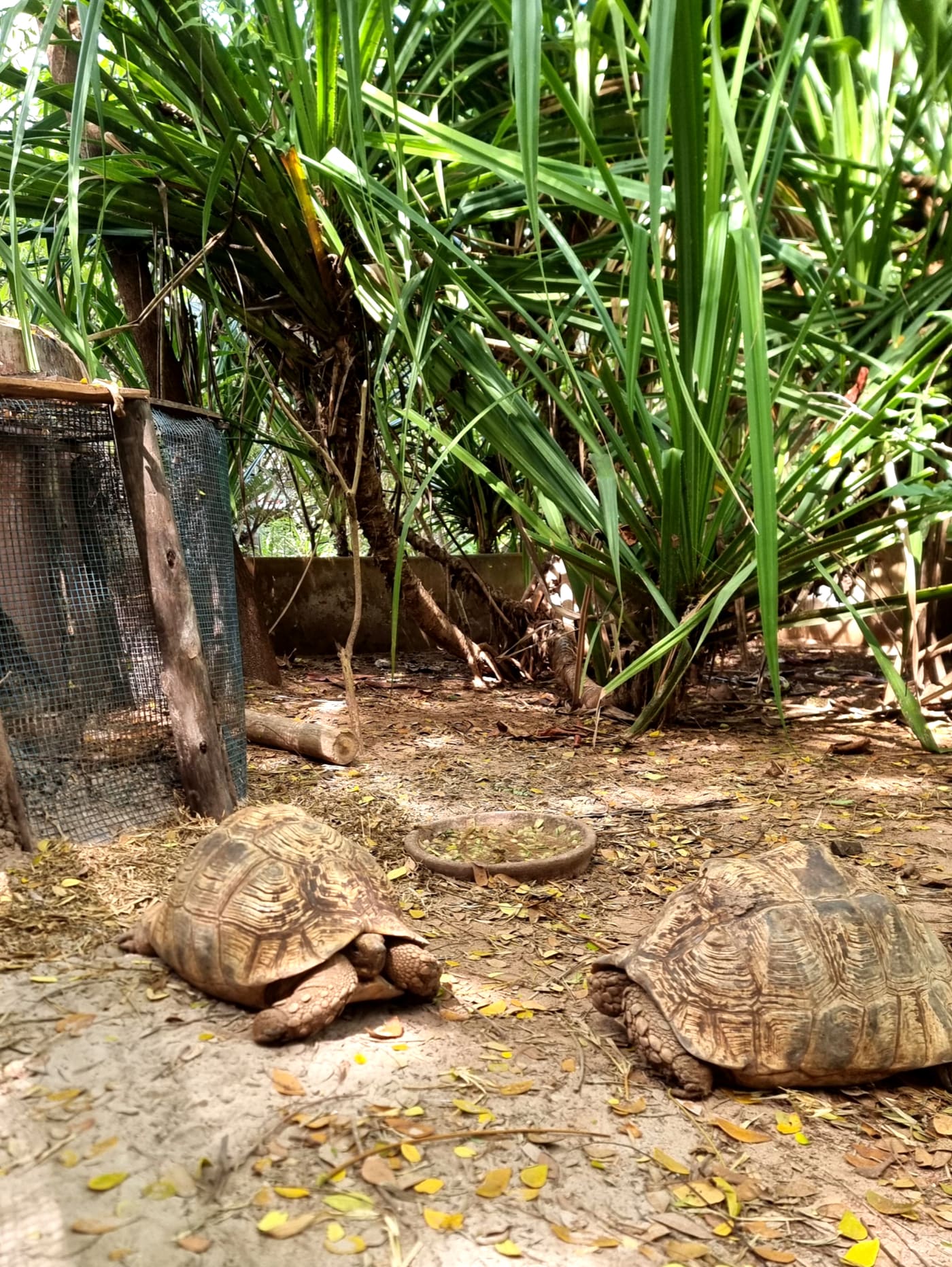 Leopard tortoises