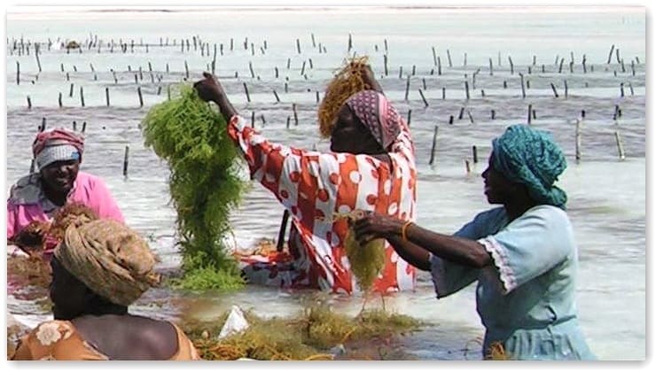seaweed farm