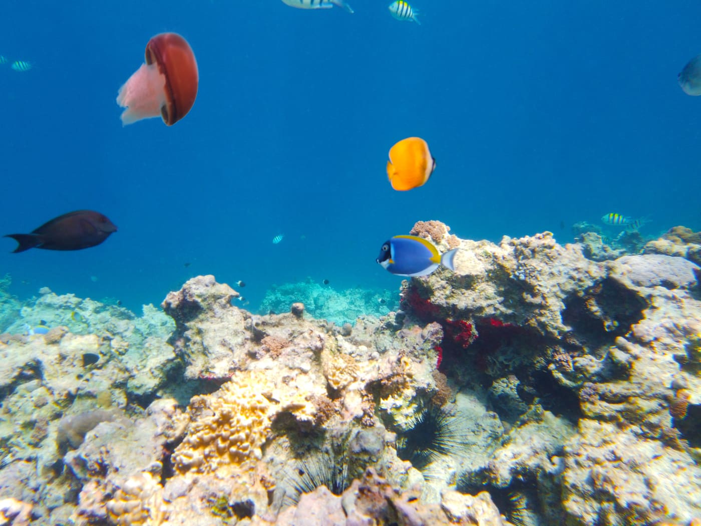 Snorkeling indian ocean