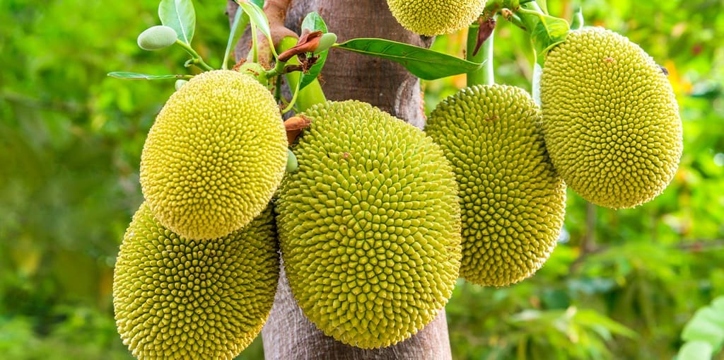 Jackfruit