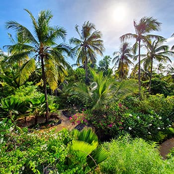 Matlai garden