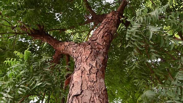 Neem Tree