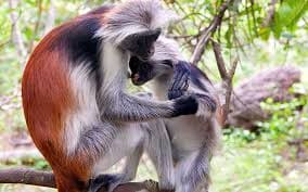Colobus monkey
