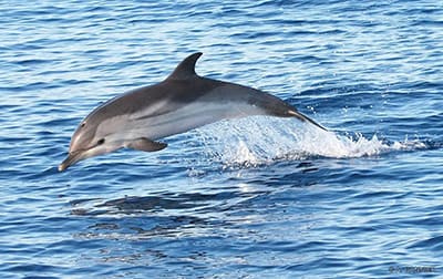 dolphin