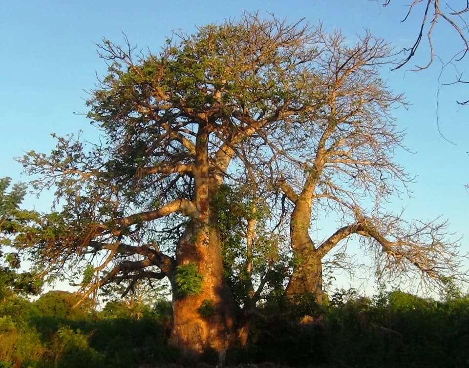 Baobab Tree