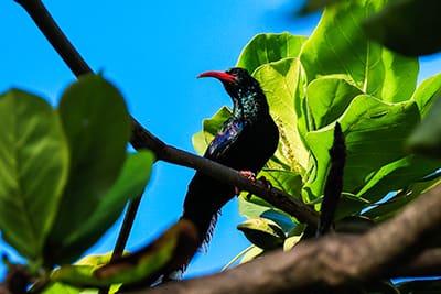 tropical bird