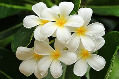 Frangipani