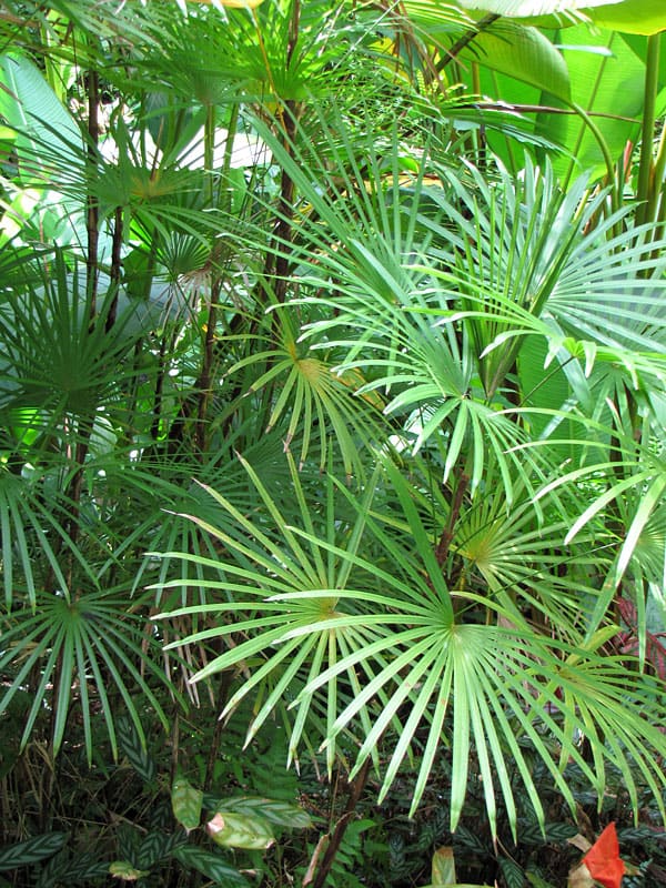 Finger palm