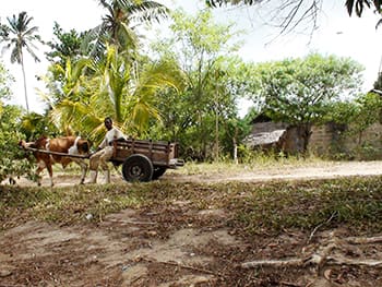 cow car