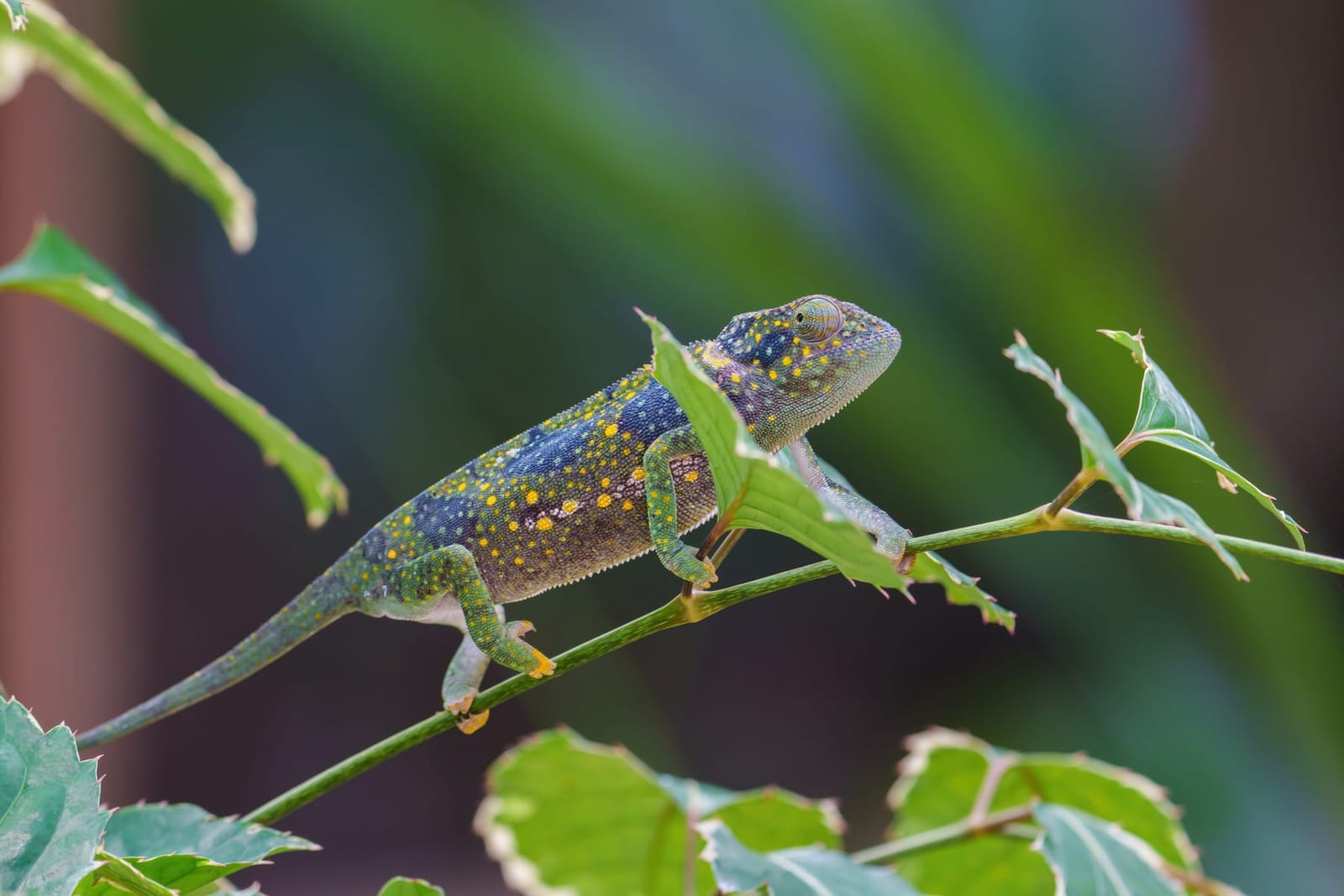 A chameleon crossing a branch in the Matlai garden