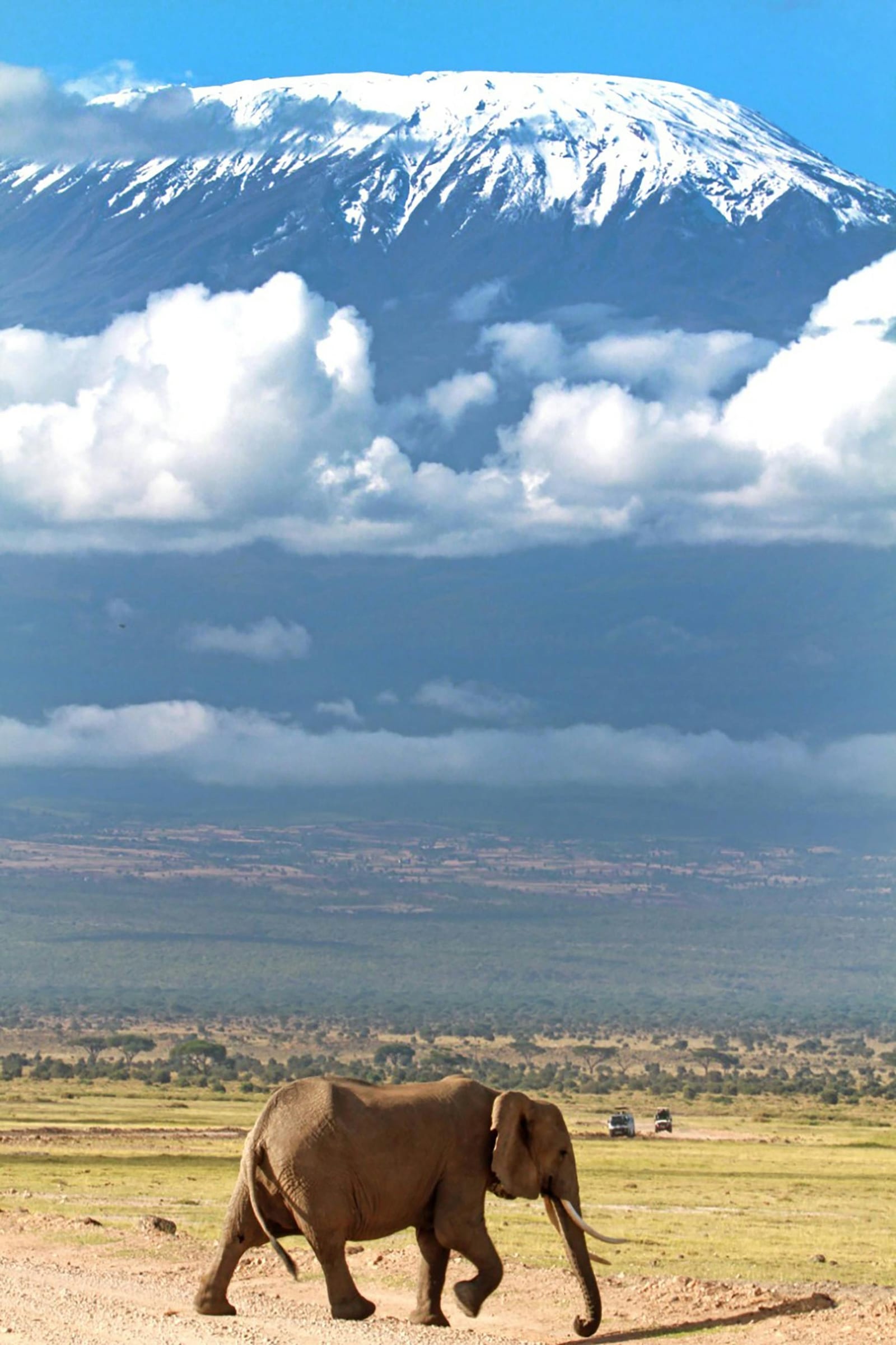 African elephant walking across the savannah