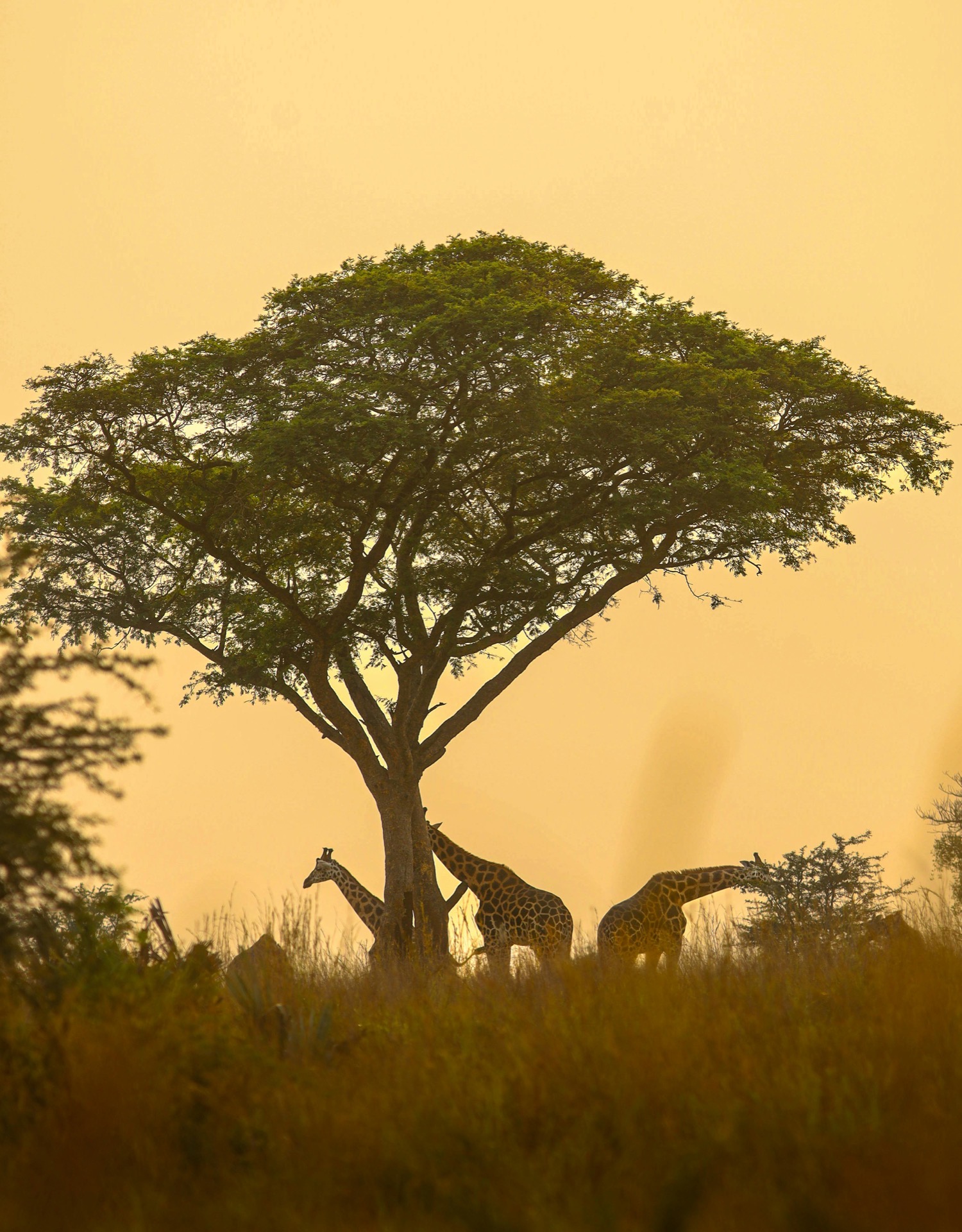 Giraffes standing under an acacia tree in the savannah