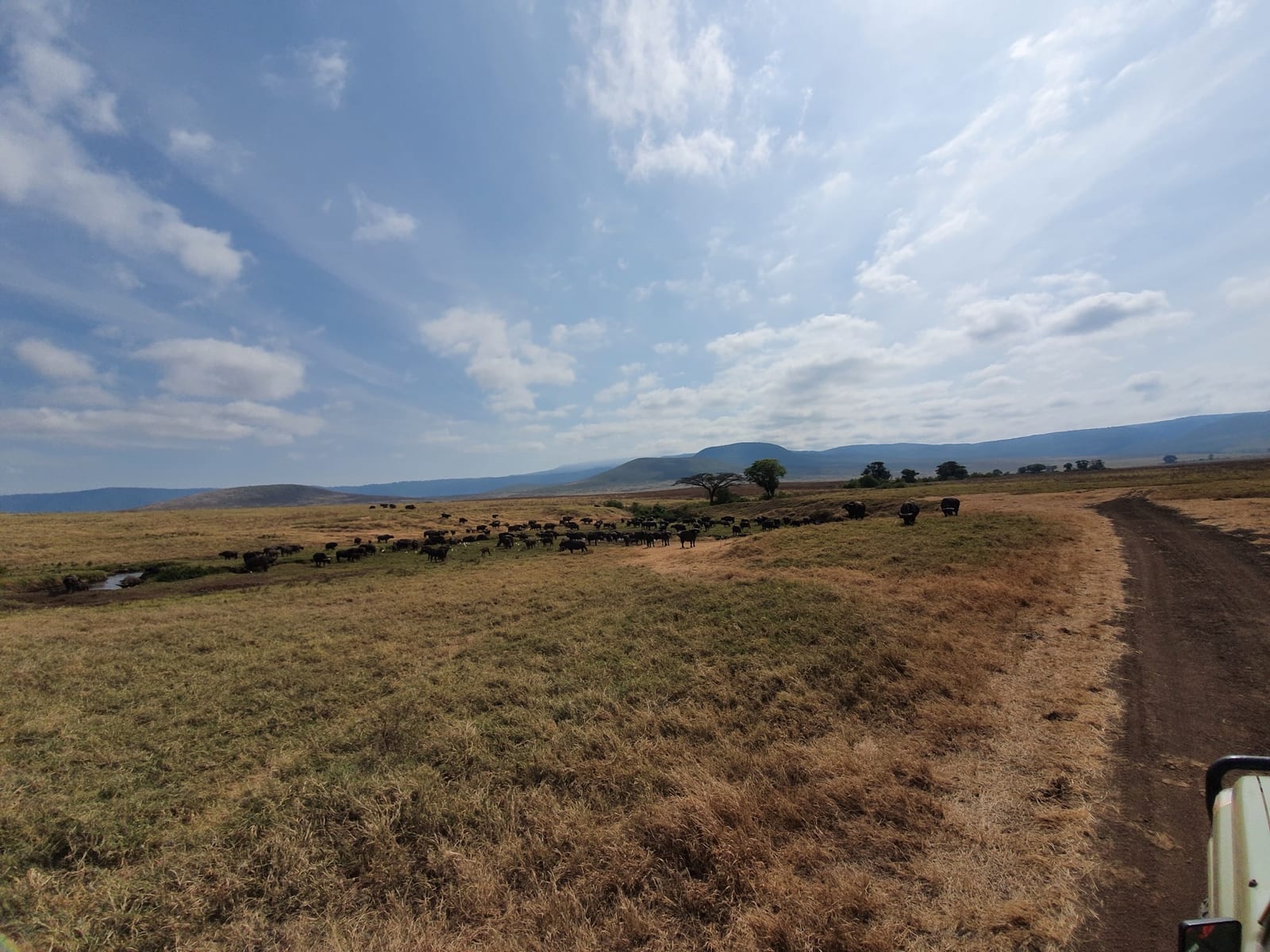 Wildebeest herd beside a stream on the Ngorongoro crater floor