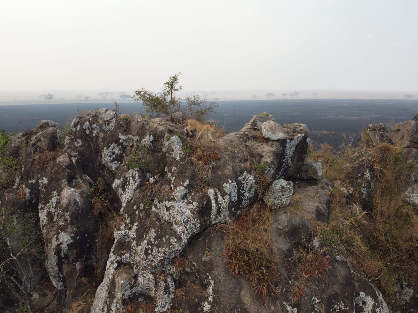 Lioness resting on a rocky kopje in misty savannah