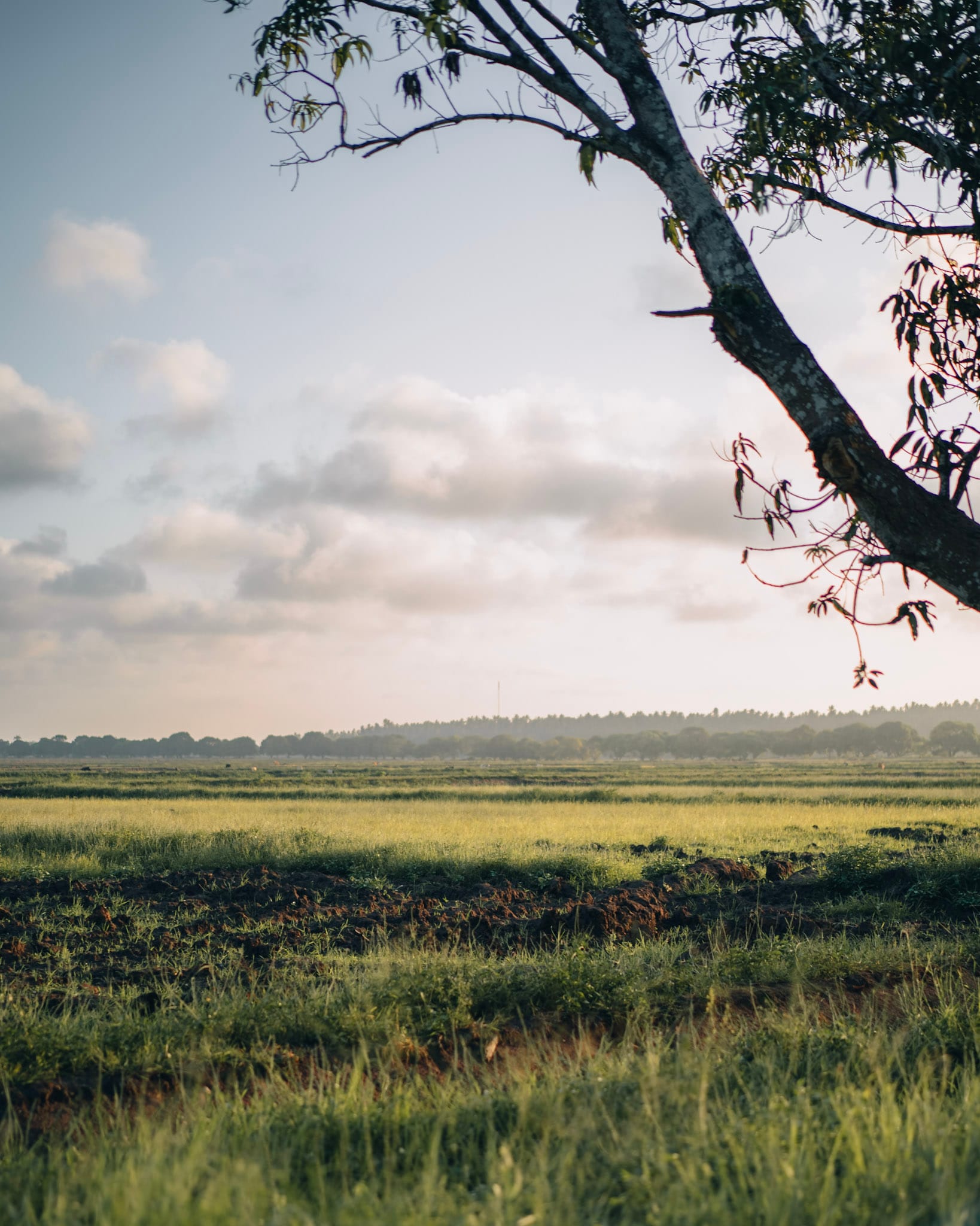 Green fields inland after the rains