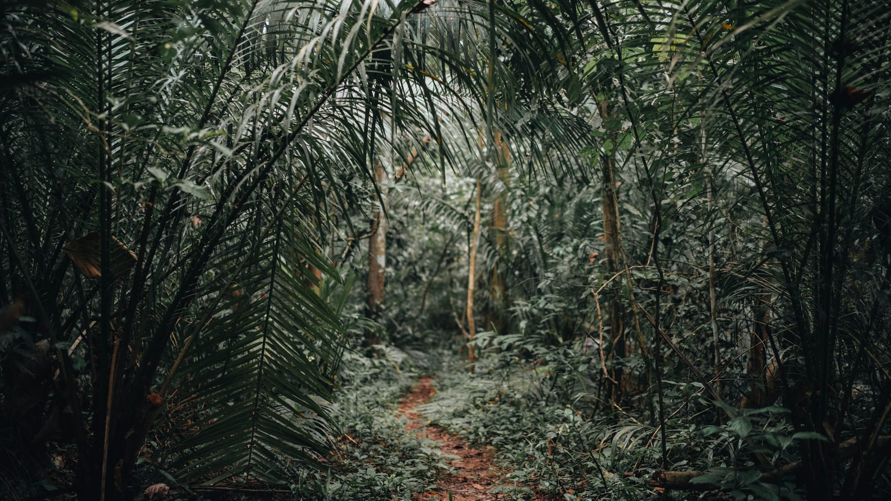 A green jungle path winding through dense tropical foliage in Zanzibar